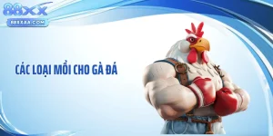 Các Loại Mồi Cho Gà Đá - Công Thức Giúp Chiến Kê Sung Mãnh 