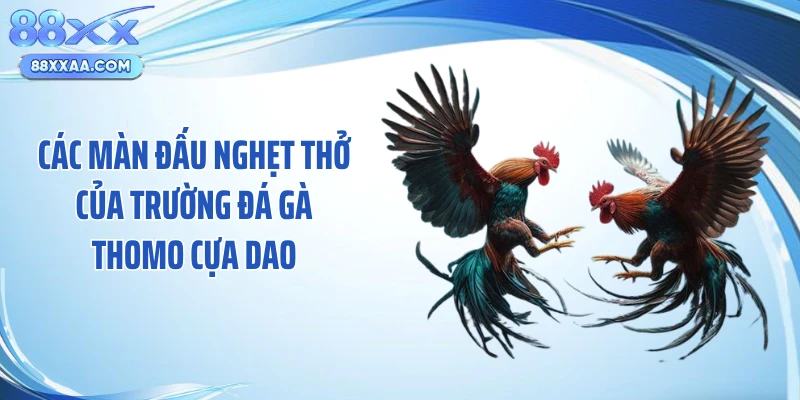 Các màn đấu nghẹt thở của trường đá gà Thomo cựa dao