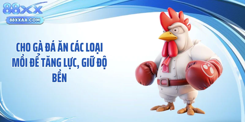 Cho gà đá ăn các loại mồi để tăng lực, giữ độ bền