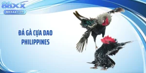 Đá Gà Cựa Dao Philippines - Nét Văn Hóa Cá Cược Kịch Tính 