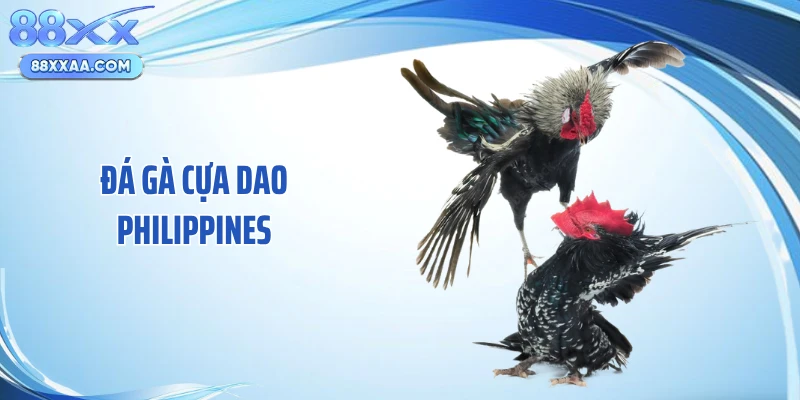 Đá Gà Cựa Dao Philippines - Nét Văn Hóa Cá Cược Kịch Tính 