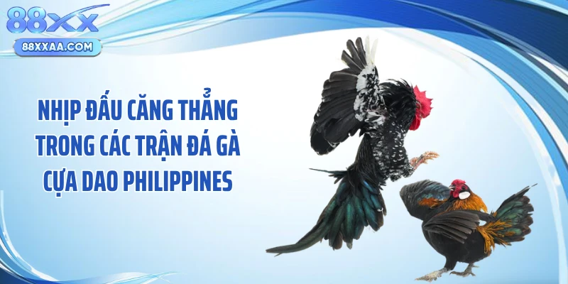 Nhịp đấu căng thẳng trong các trận đá gà cựa dao Philippines